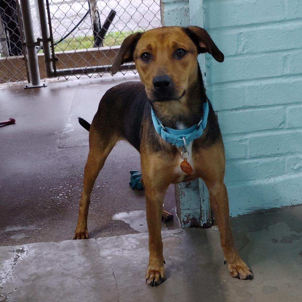 Mazy, a Adoptable Mixed Breed in Tulsa, OK image 6/6