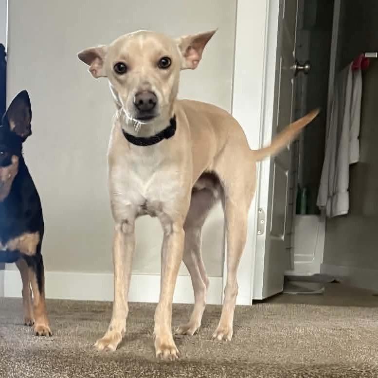 Twinkie, Adoptable, Young Male Rat Terrier & Chihuahua.