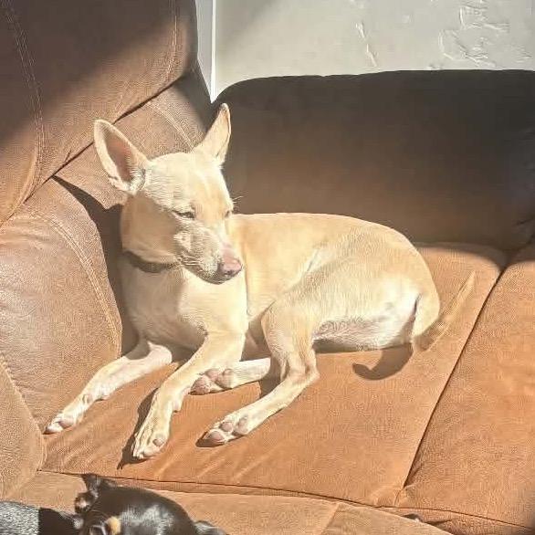 Enlarge Twinkie, a Adoptable mixed breed in Nampa, ID image 2/5