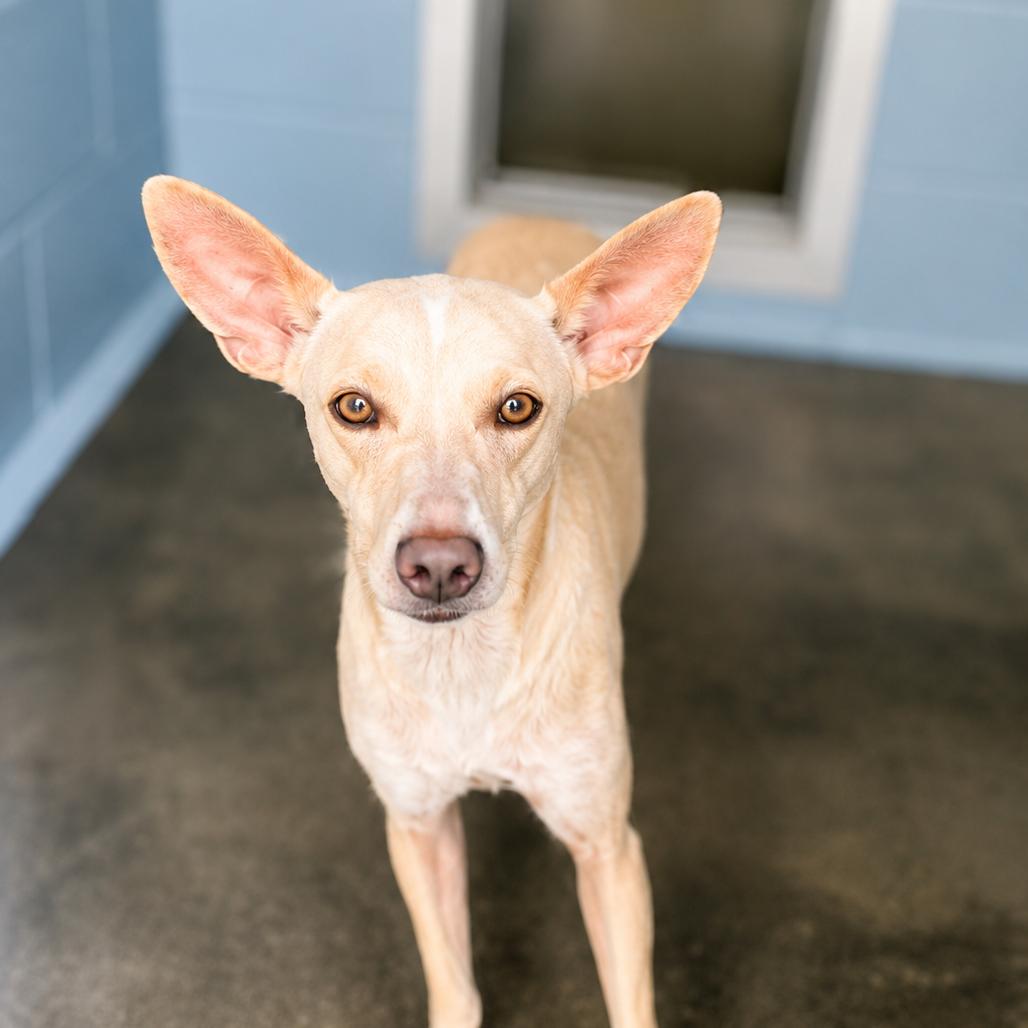 Enlarge Twinkie, a Adoptable mixed breed in Nampa, ID image 3/5