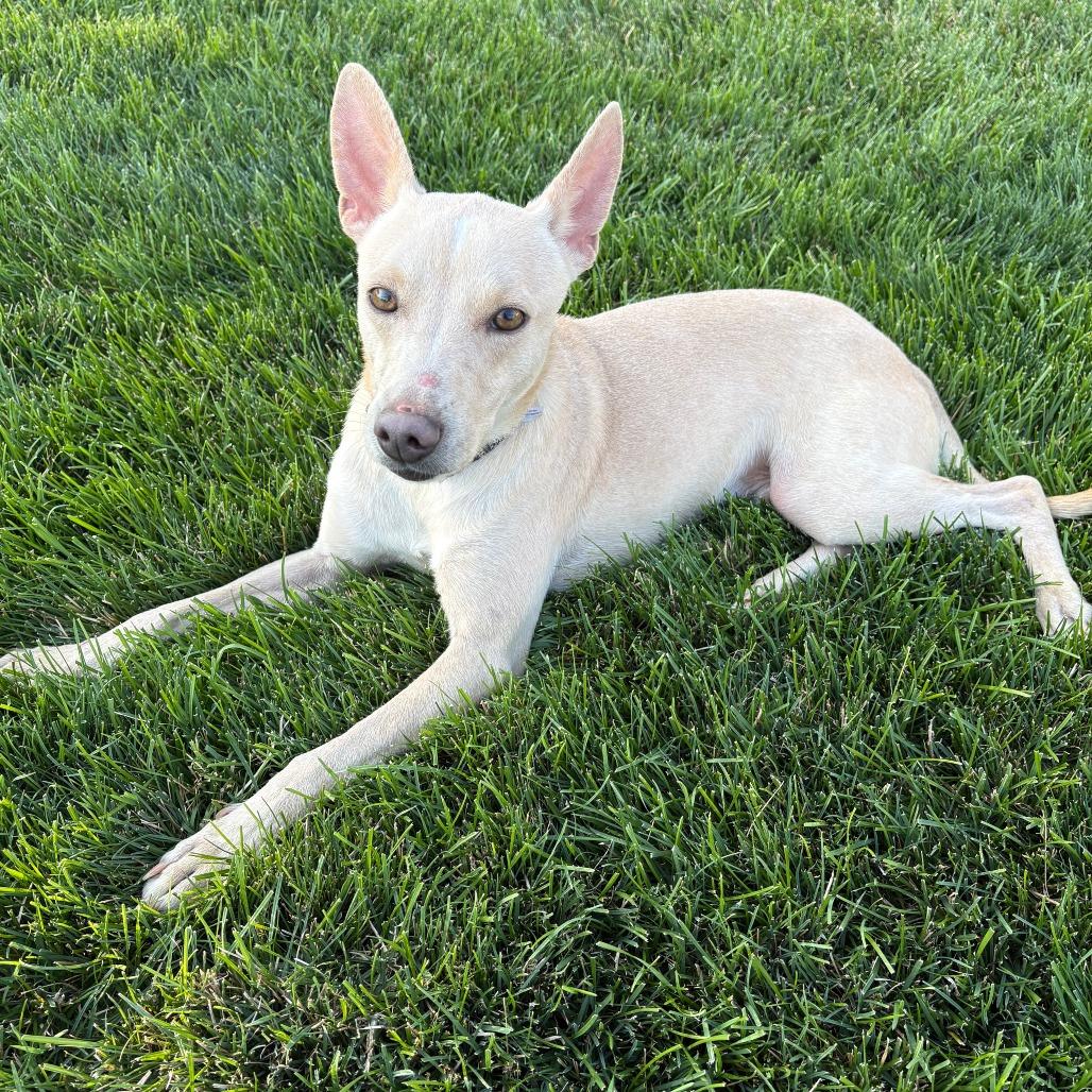 Enlarge Twinkie, a Adoptable mixed breed in Nampa, ID image 4/5