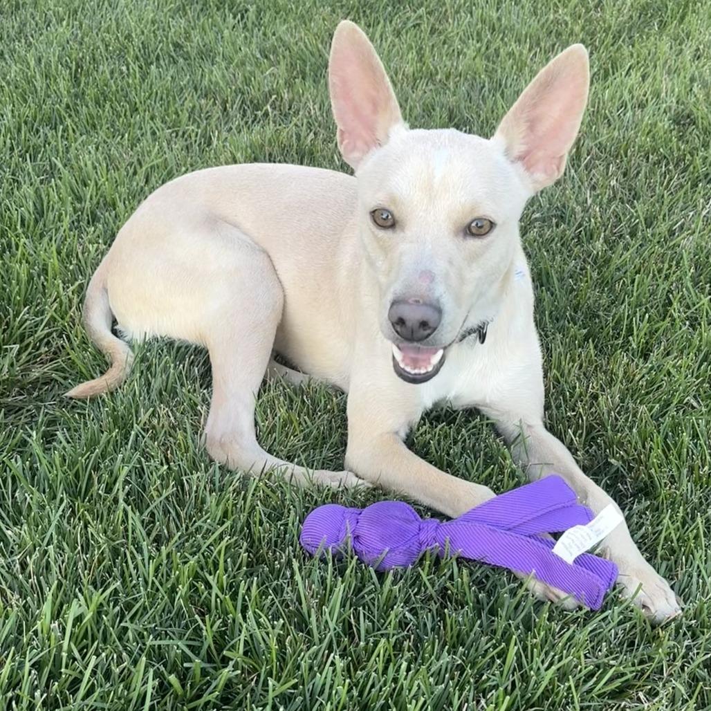 Enlarge Twinkie, a Adoptable mixed breed in Nampa, ID image 5/5