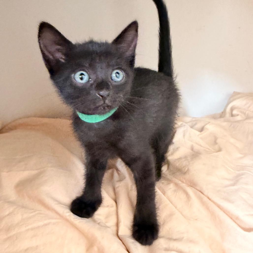Enlarge Grackle Shaw-CA (Green), a Adoptable Domestic Short Hair in Tallahassee, FL image 1/4