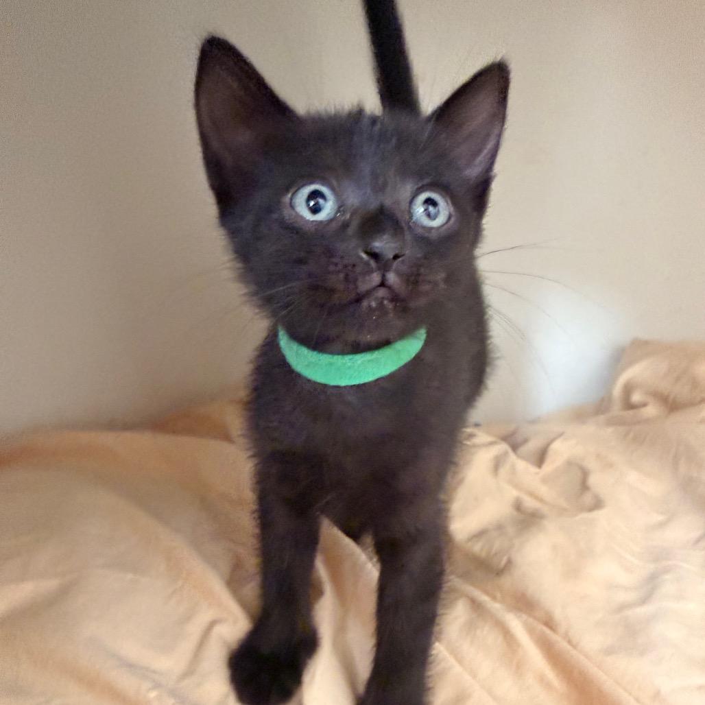 Enlarge Grackle Shaw-CA (Green), a Adoptable Domestic Short Hair in Tallahassee, FL image 2/4