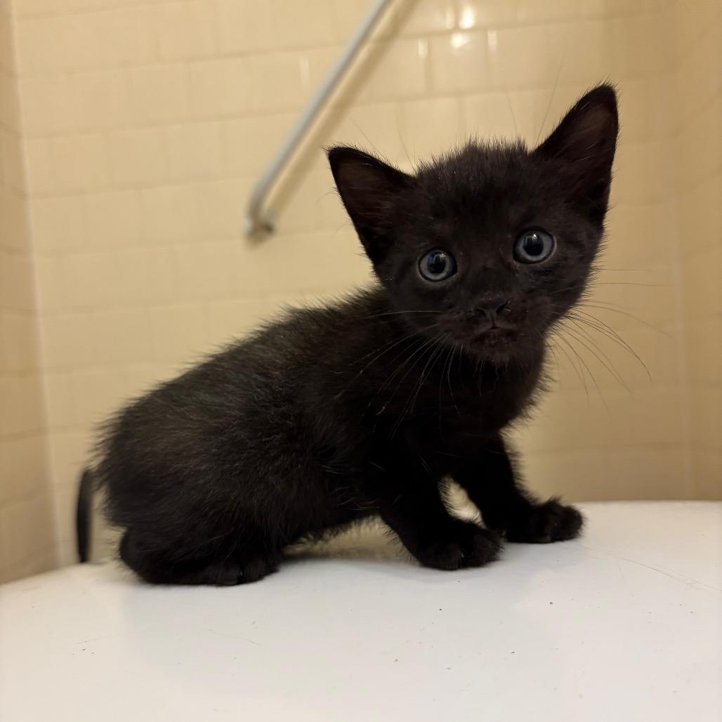 Enlarge Grackle Shaw-CA (Green), a Adoptable Domestic Short Hair in Tallahassee, FL image 3/4