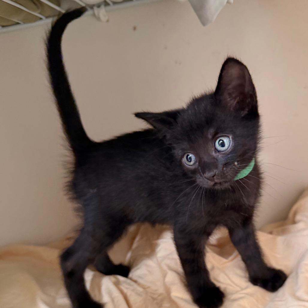 Enlarge Grackle Shaw-CA (Green), a Adoptable Domestic Short Hair in Tallahassee, FL image 4/4