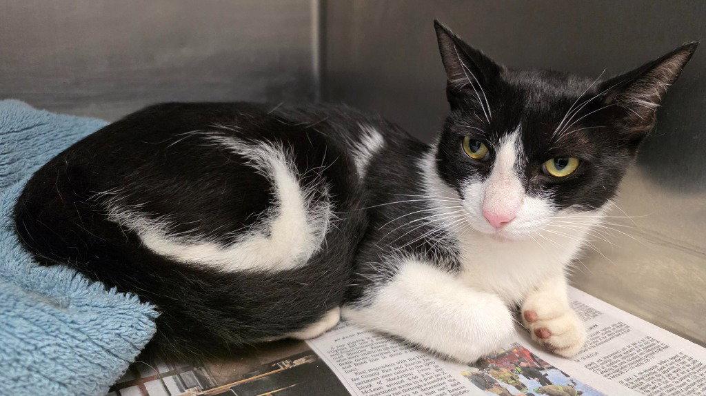 CA 119 Fancy Boy, Adoptable, Young Male Domestic Short Hair.