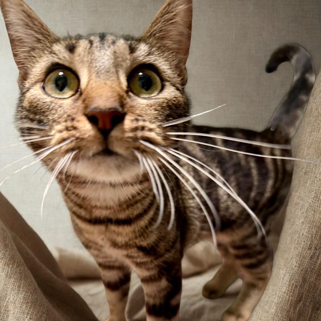 Honeydew, Adoptable, Young Female Domestic Short Hair.