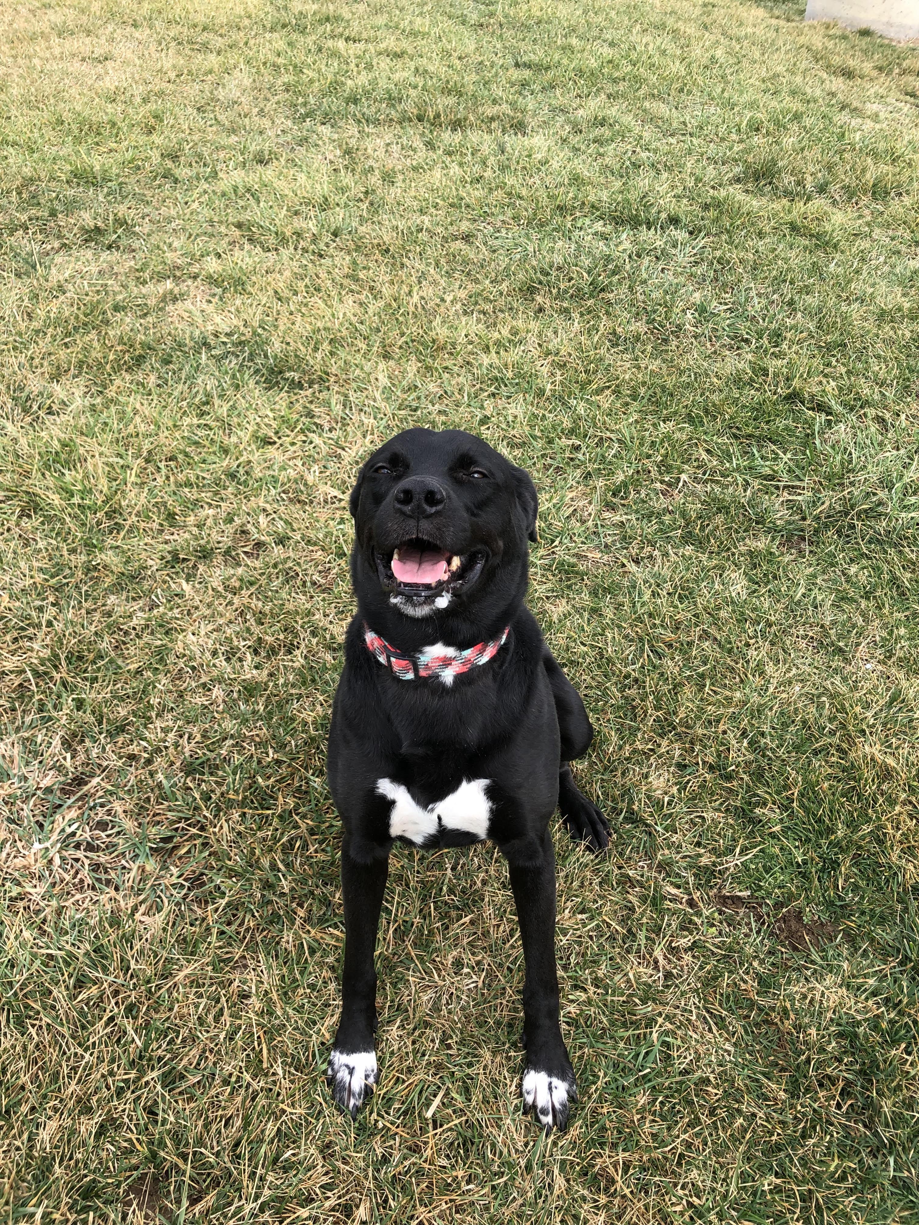 DJANGO, a Adoptable mixed breed in Alexandria, VA image 3/4