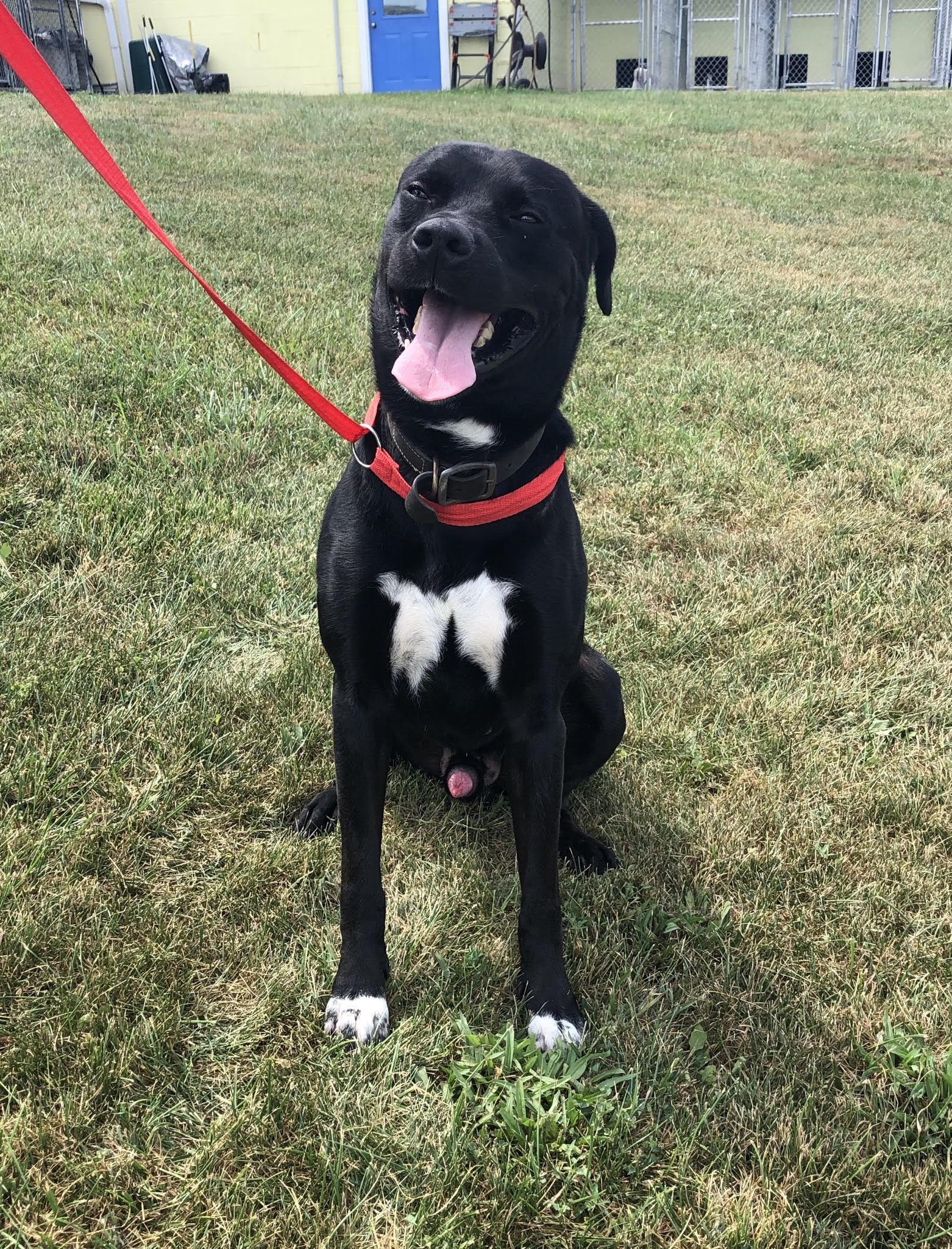 DJANGO, a Adoptable mixed breed in Alexandria, VA image 2/4
