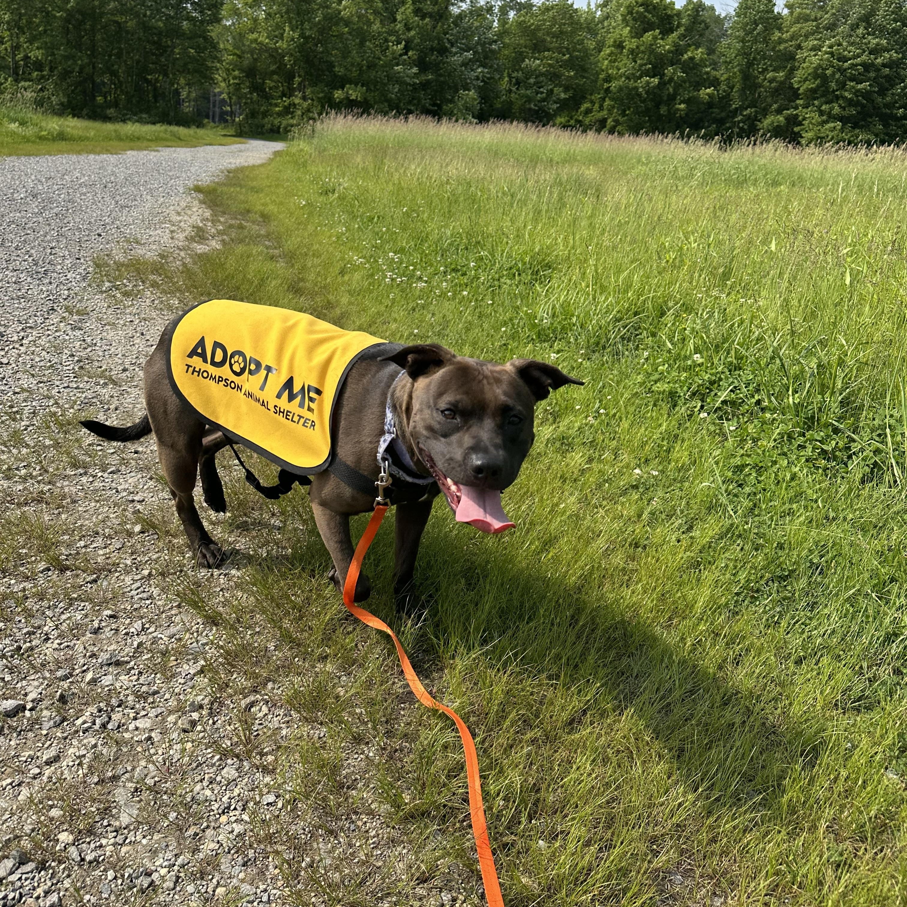 Enlarge Coco, a Adopted mixed breed in North Grosvenordale, CT image 1/6