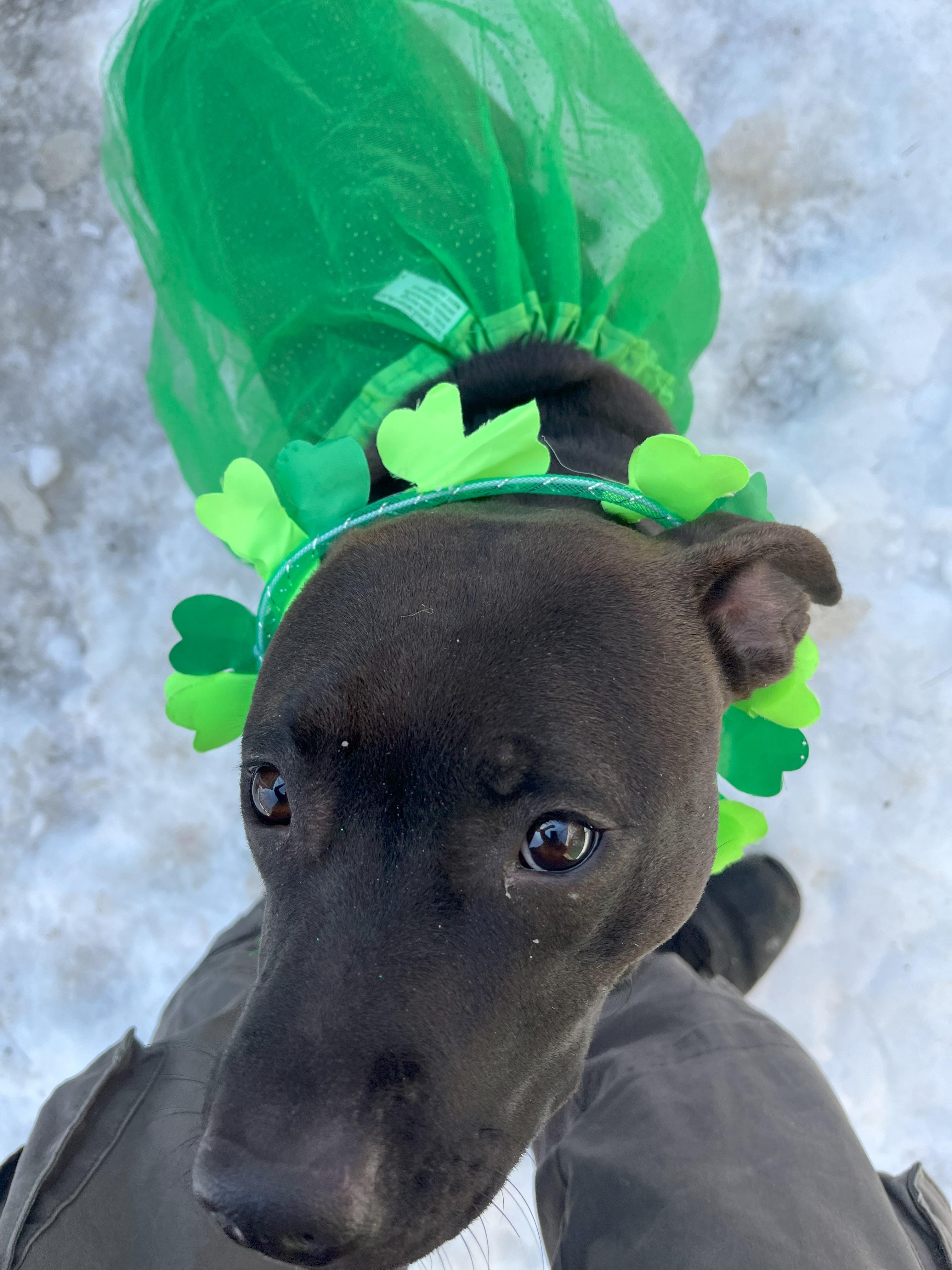 Coco, Adopted, Adult Female American Staffordshire Terrier & Chocolate Labrador Retriever.