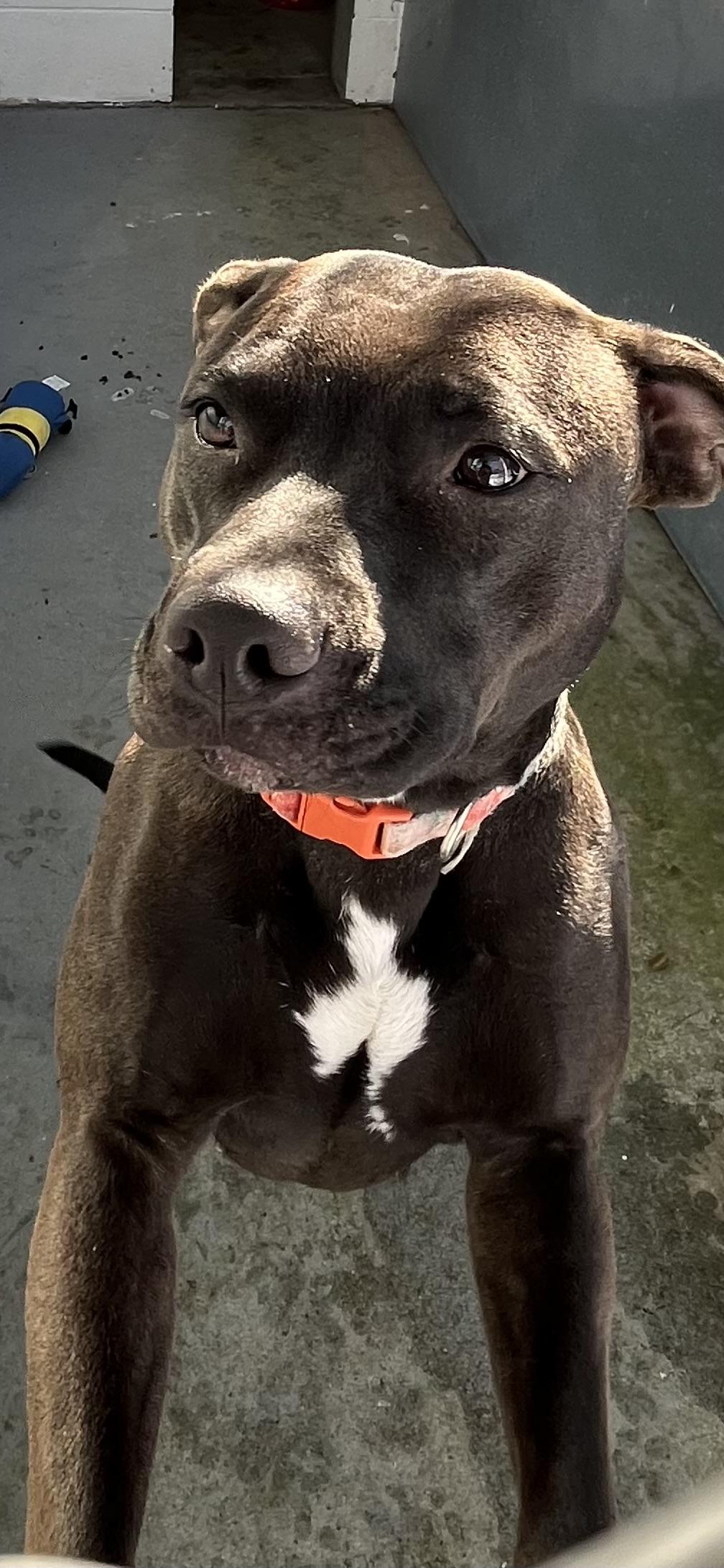 Enlarge Coco, a Adopted mixed breed in North Grosvenordale, CT image 5/6