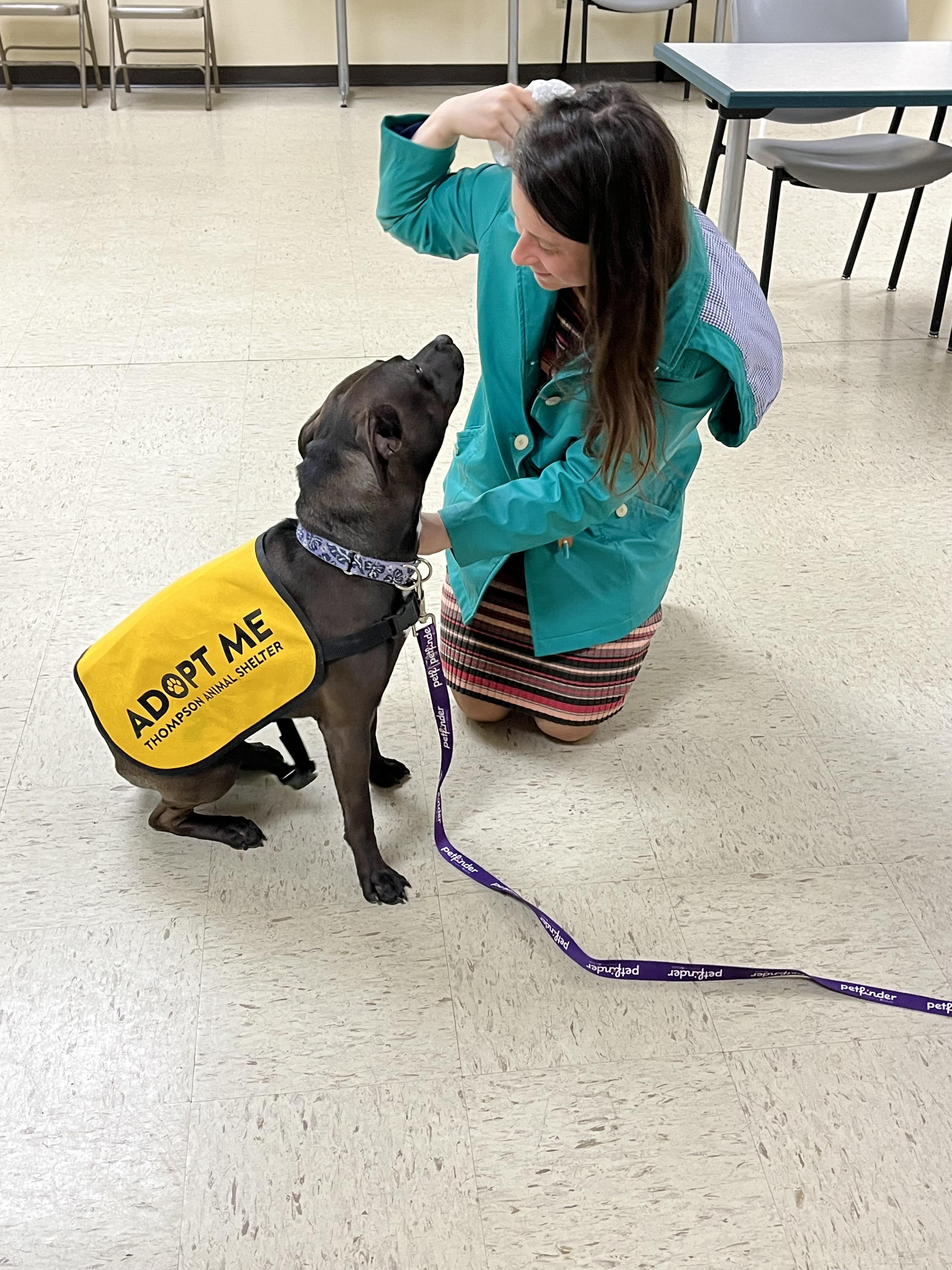 Enlarge Coco, a Adopted mixed breed in North Grosvenordale, CT image 6/6