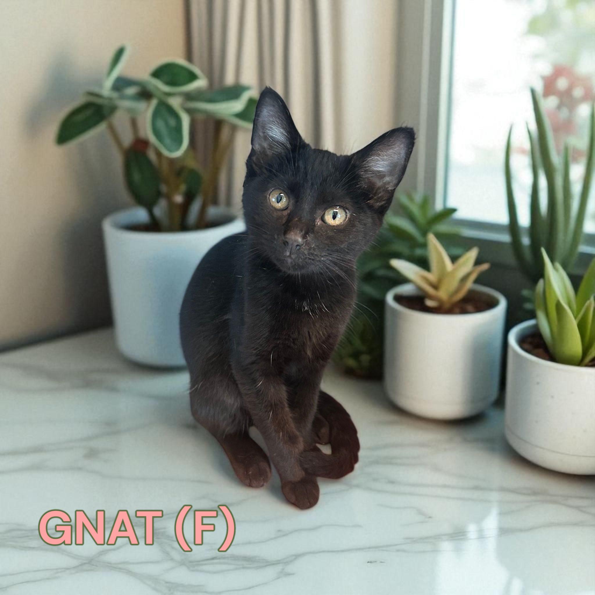 Gnat & Denny photo 3