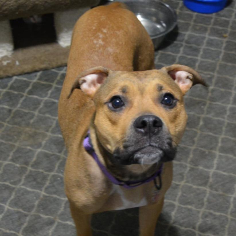 Trix, Adoptable, Adult Female American Staffordshire Terrier & Pit Bull Terrier.