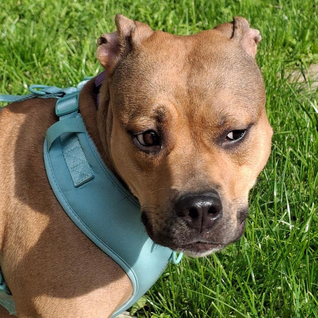Enlarge Trix, a Adoptable mixed breed in Lima, OH image 2/4