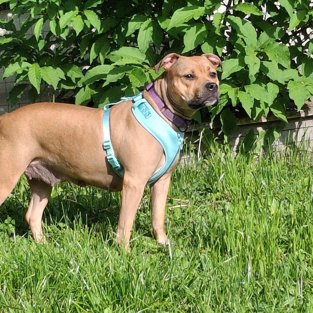 Enlarge Trix, a Adoptable mixed breed in Lima, OH image 3/4