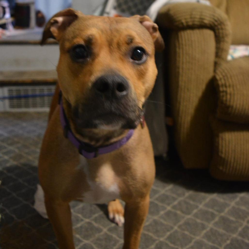Enlarge Trix, a Adoptable mixed breed in Lima, OH image 4/4