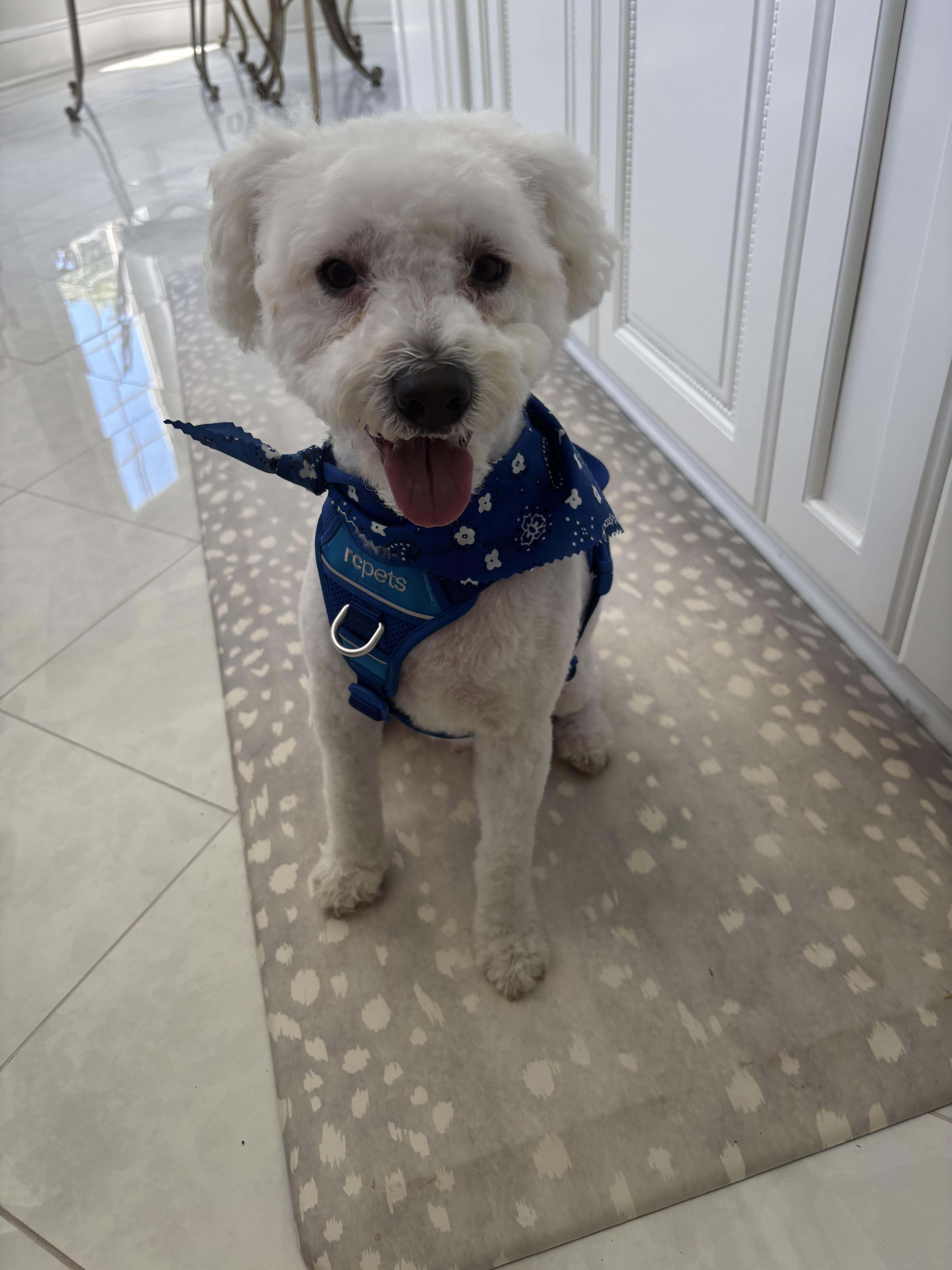 Kai, ADOPTABLE, Adult Male Bichon Frise.