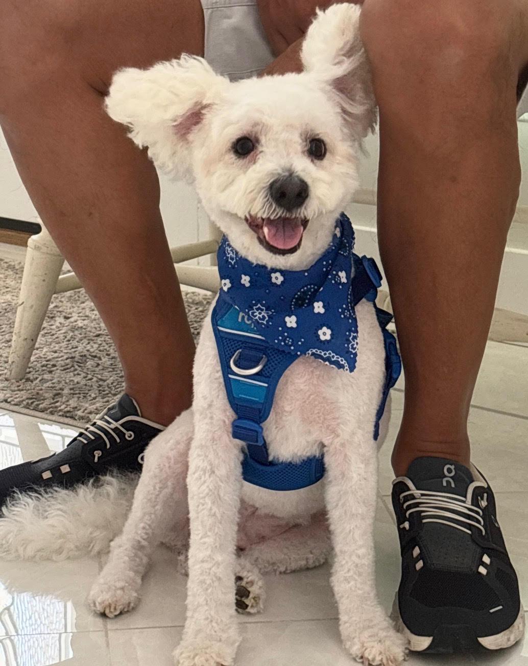 Kai, a ADOPTABLE Bichon Frise in Wallingford, CT image 2/2