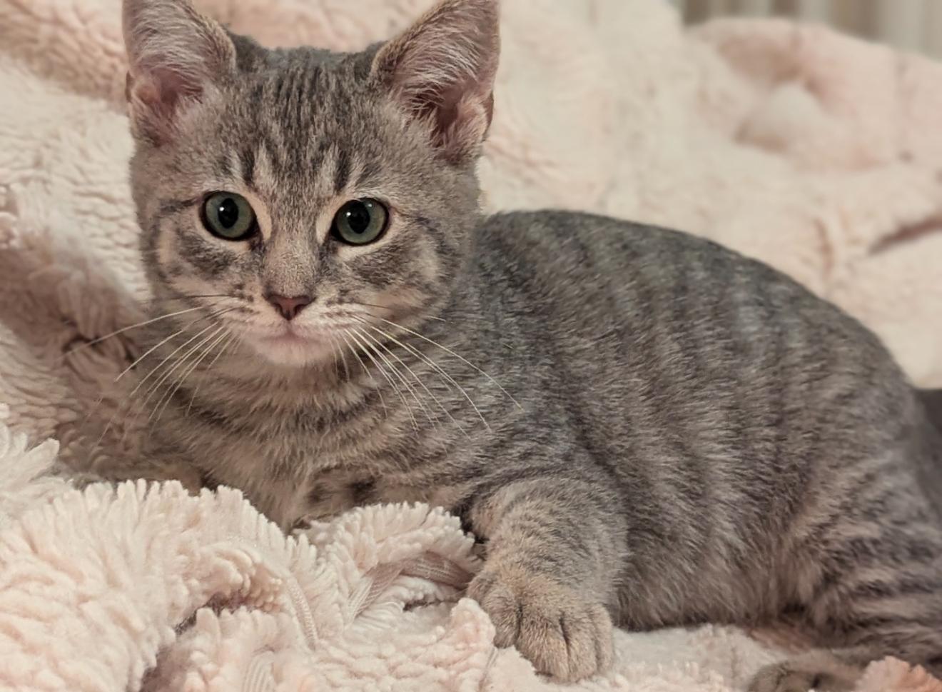 Enlarge Blue, an adopted Domestic Short Hair in Vallejo, CA image 3/3