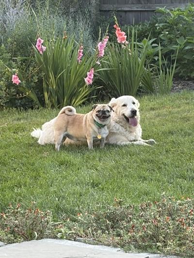 Falkor and Ziggy, Adopted, Adult Male Golden Retriever & Pug.