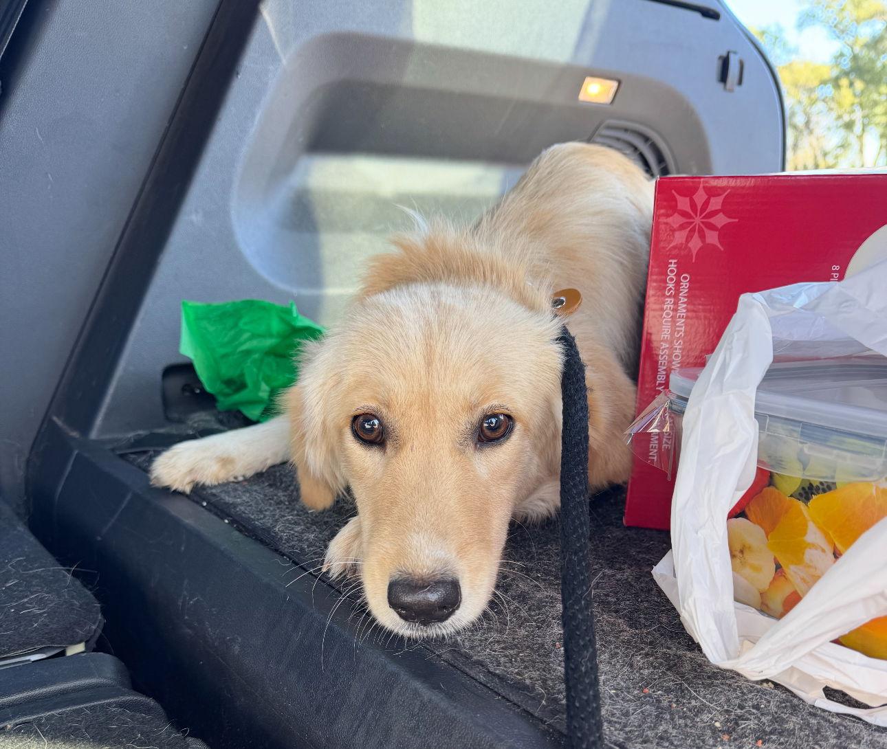 Ginny, Adopted, Young Female Golden Retriever.