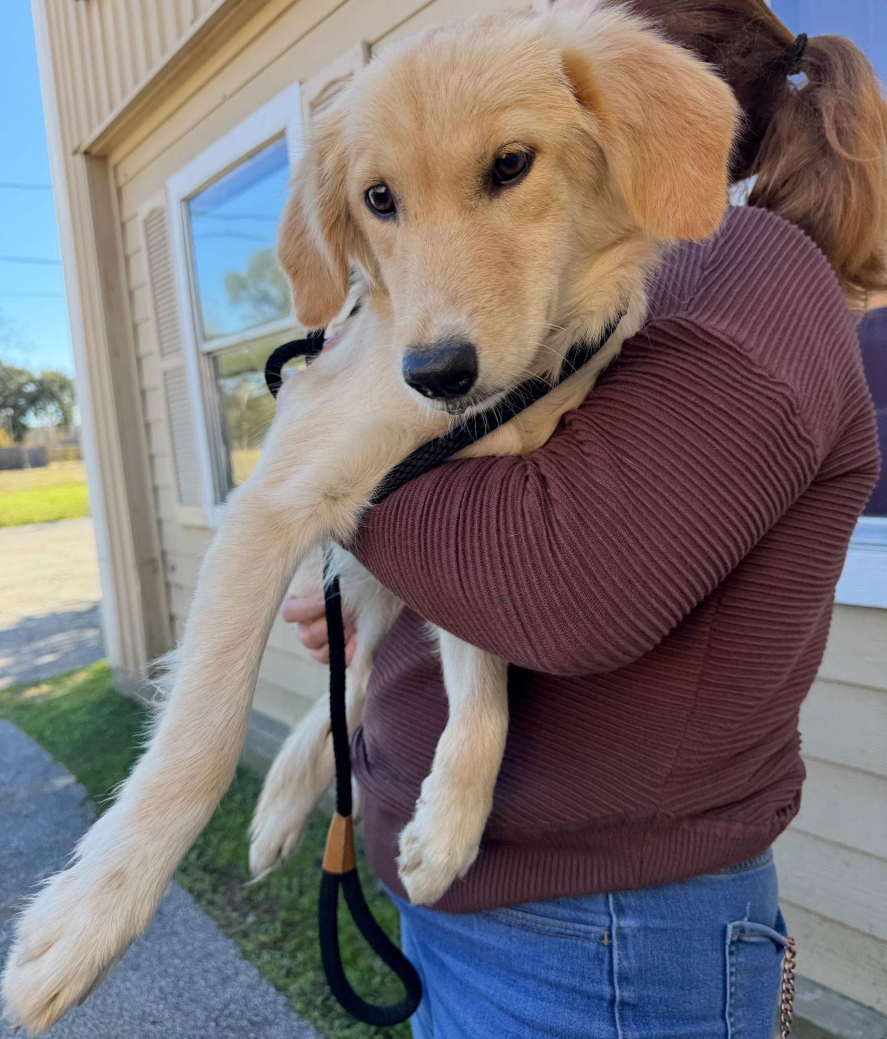 Enlarge Ginny, a Adopted Golden Retriever in Houston, TX image 2/3