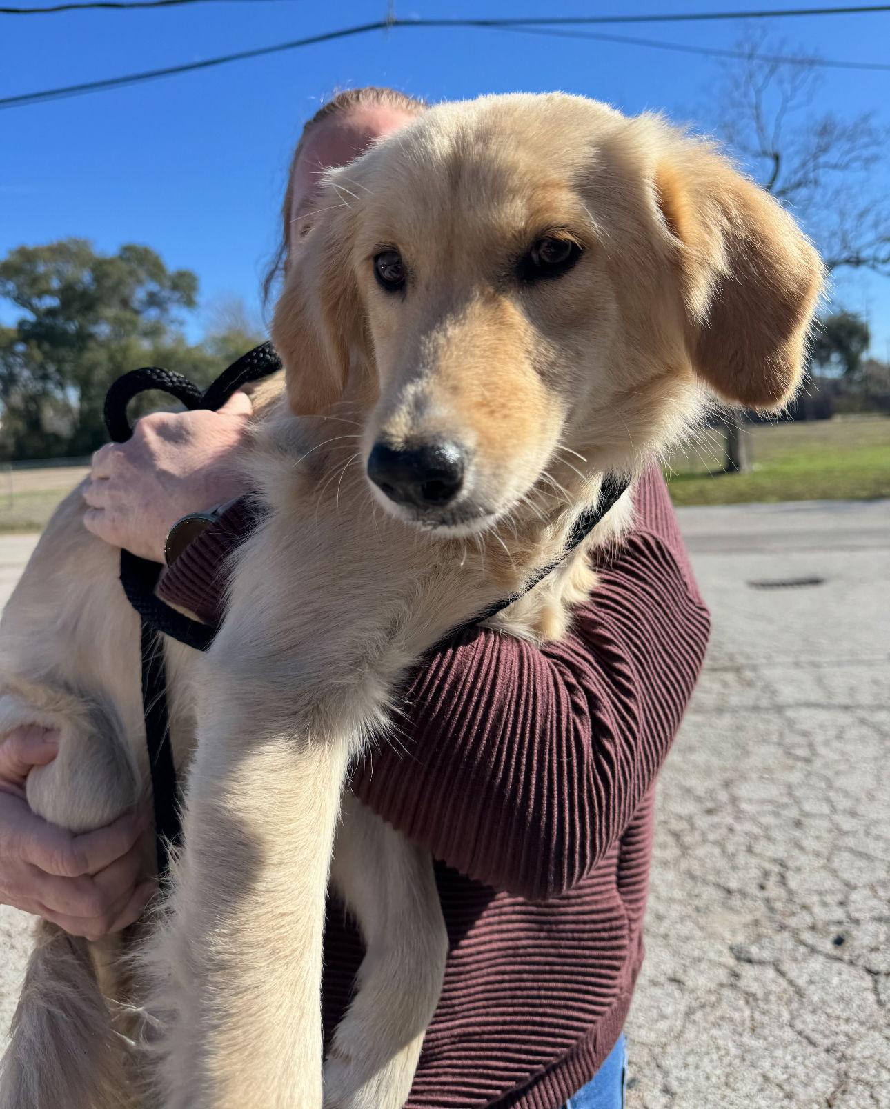 Enlarge Ginny, a Adopted Golden Retriever in Houston, TX image 3/3