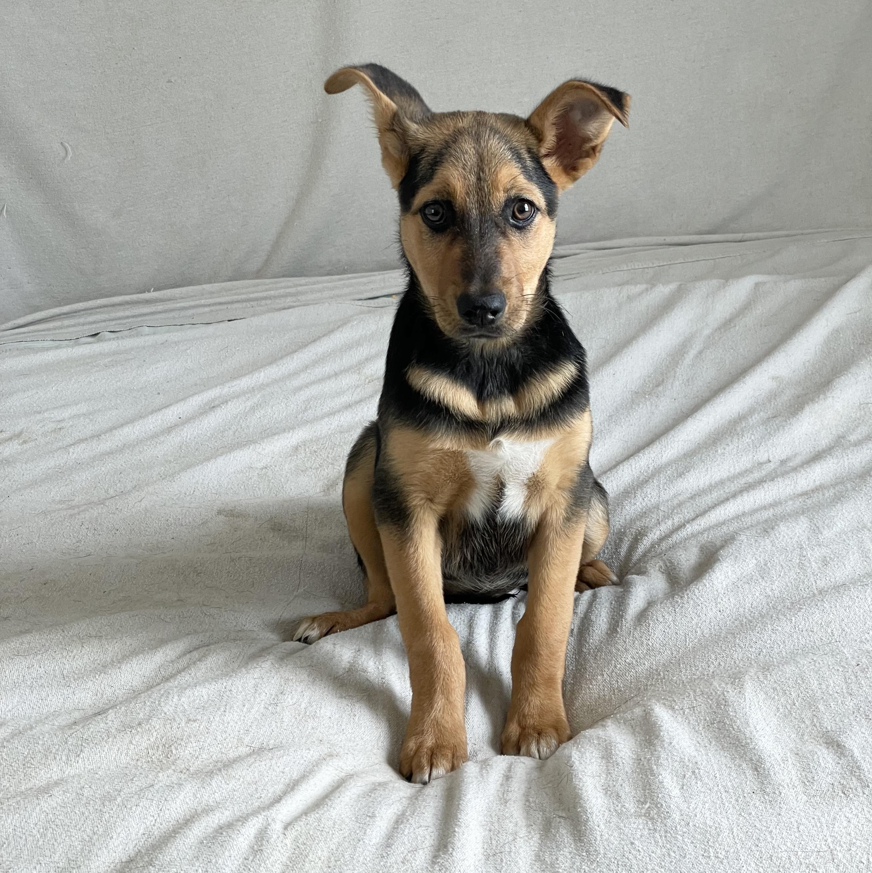 Darling Daisy, a ADOPTABLE mixed breed in West Hartford , CT image 2/4