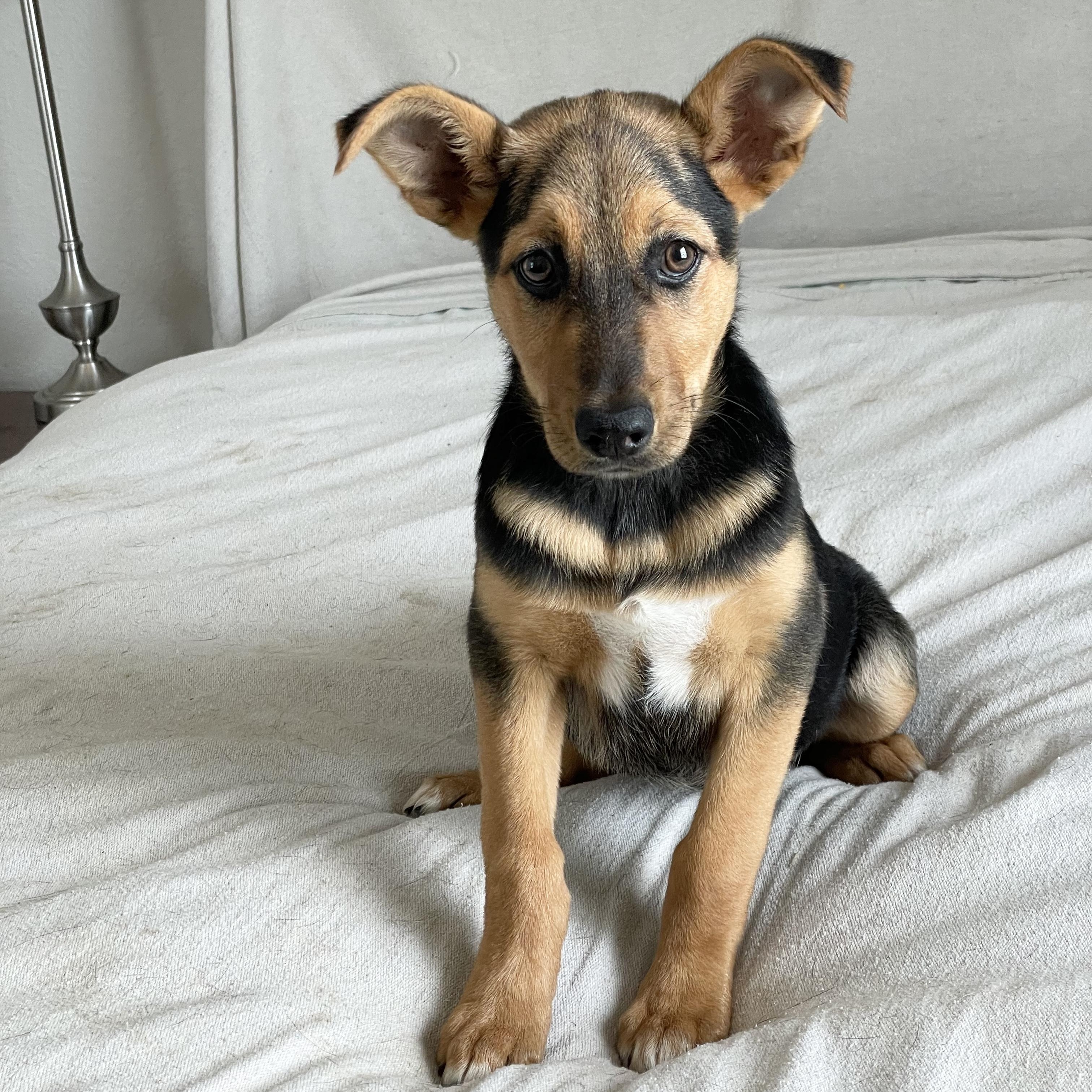 Darling Daisy, a ADOPTABLE mixed breed in West Hartford , CT image 4/4