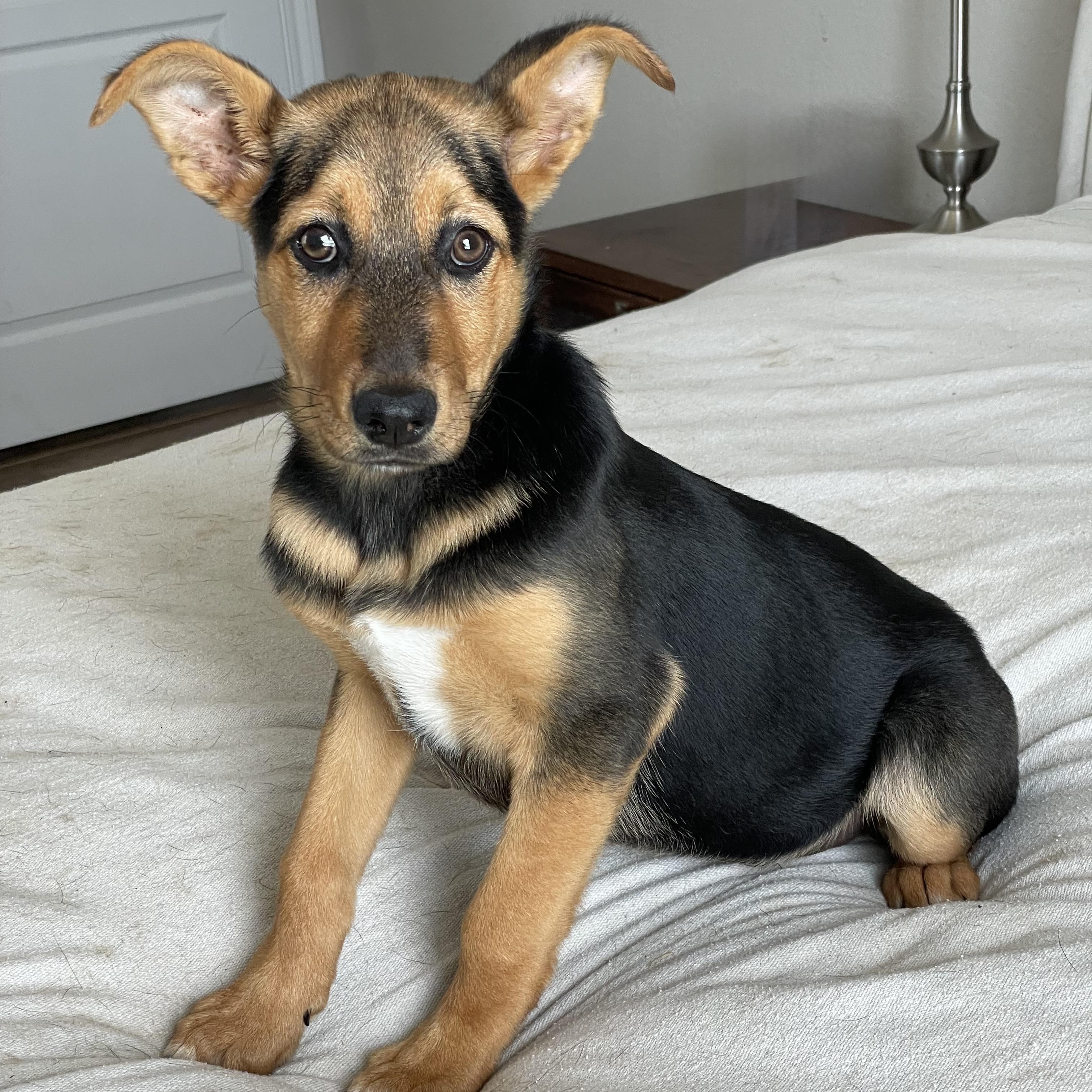 Darling Daisy, a ADOPTABLE mixed breed in West Hartford , CT image 3/4