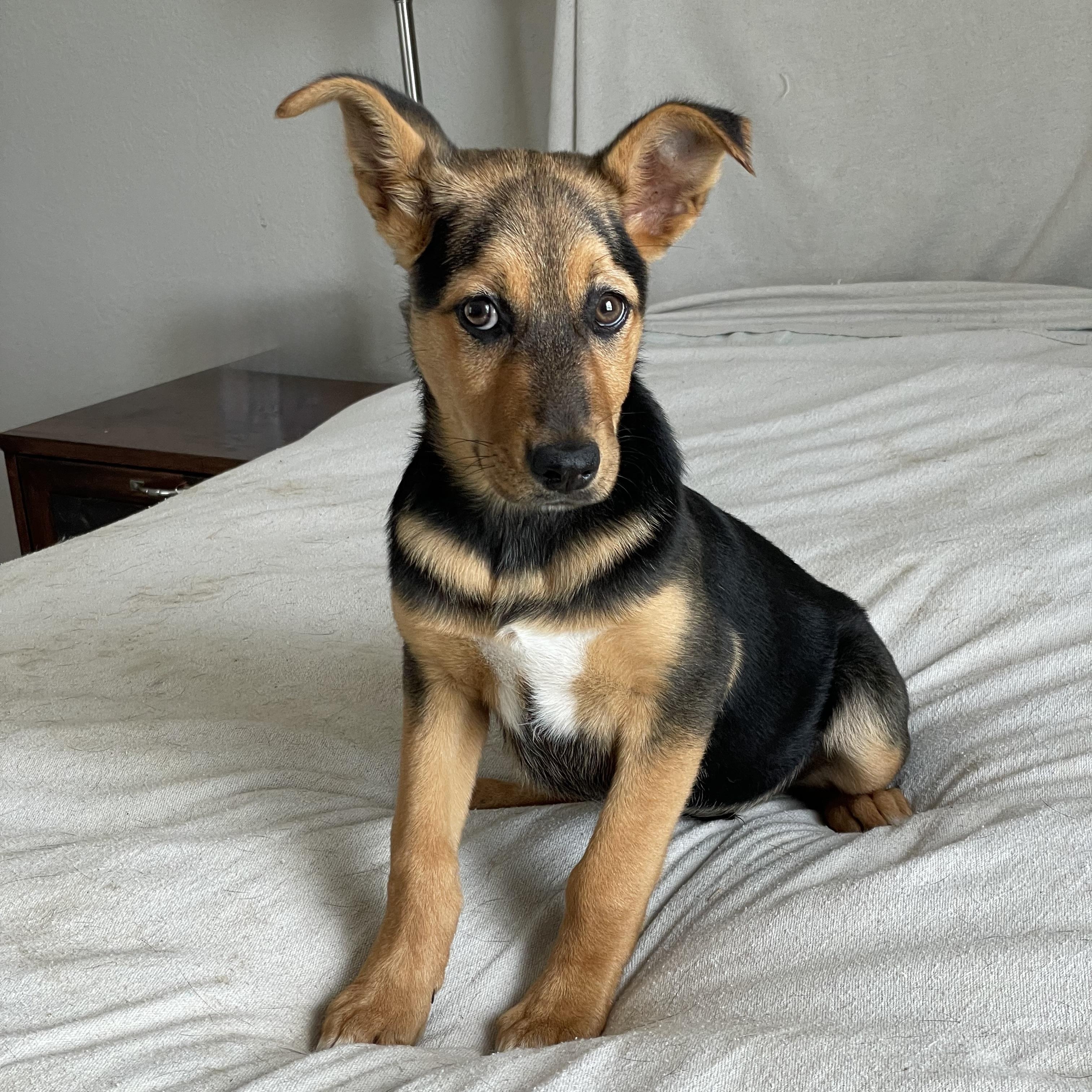 Darling Daisy, ADOPTABLE, Puppy Female German Shepherd Dog & Labrador Retriever.