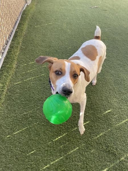 Enlarge Billie, a Adoptable mixed breed in Oceanside, CA image 1/6
