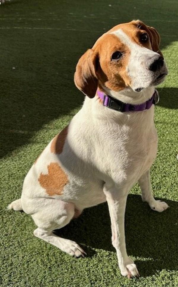 Enlarge Billie, a Adoptable mixed breed in Oceanside, CA image 2/6