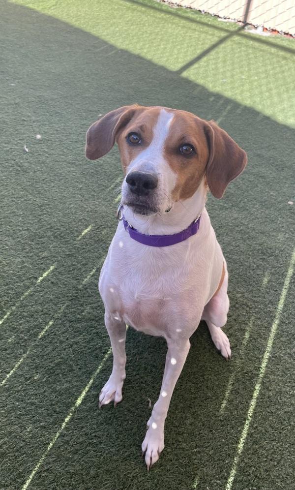 Enlarge Billie, a Adoptable mixed breed in Oceanside, CA image 4/6