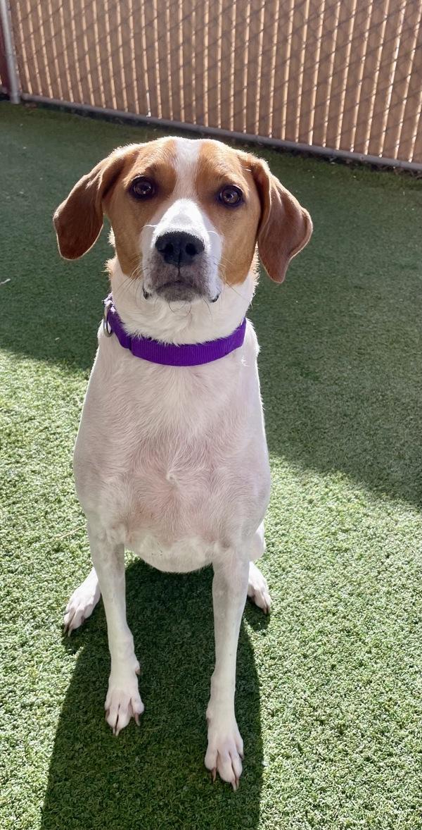 Enlarge Billie, a Adoptable mixed breed in Oceanside, CA image 5/6