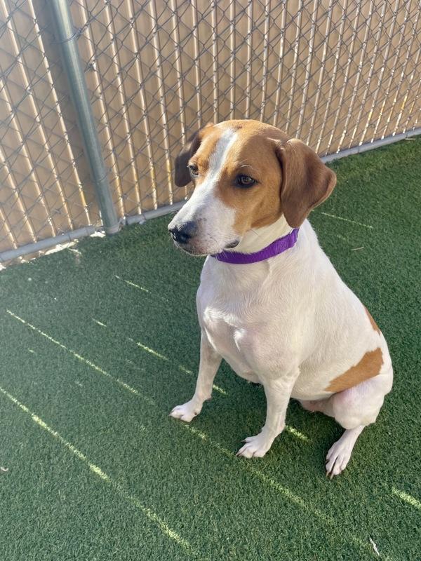 Enlarge Billie, a Adoptable mixed breed in Oceanside, CA image 6/6