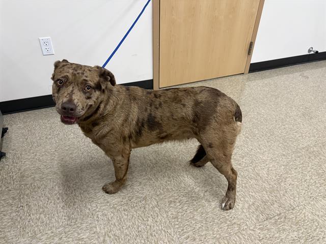 Enlarge DAISY, a Adoptable mixed breed in Fairfield, CA image 1/1