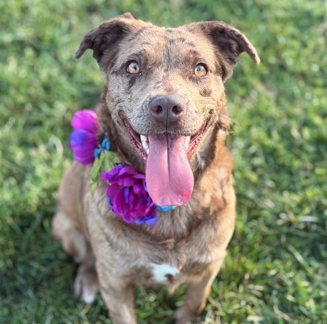 DAISY, Adoptable, Young Female Catahoula Leopard Dog & Mixed Breed.