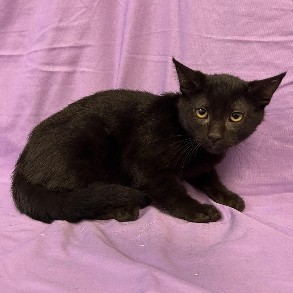 Dirt (black collar), Adoptable, Kitten Male Domestic Short Hair.