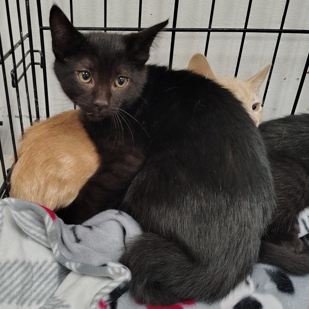 Enlarge Dirt (black collar), a Adoptable Domestic Short Hair in Coos Bay, OR image 2/2