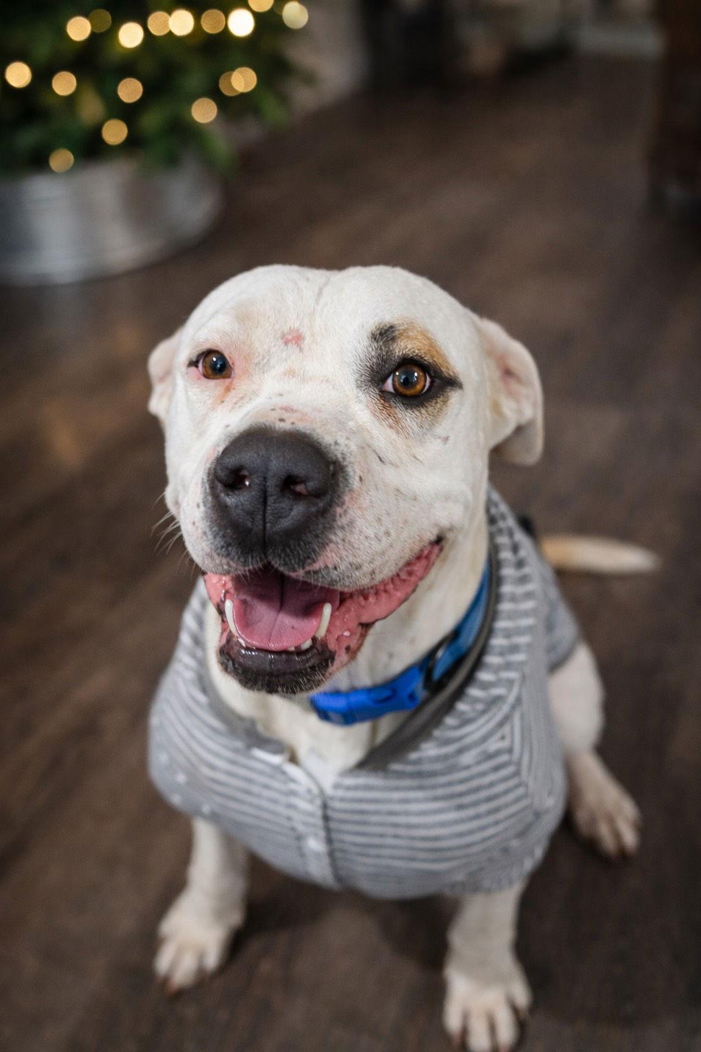 Cane *Courtesy Listing*, Adoptable, Adult Male American Staffordshire Terrier.