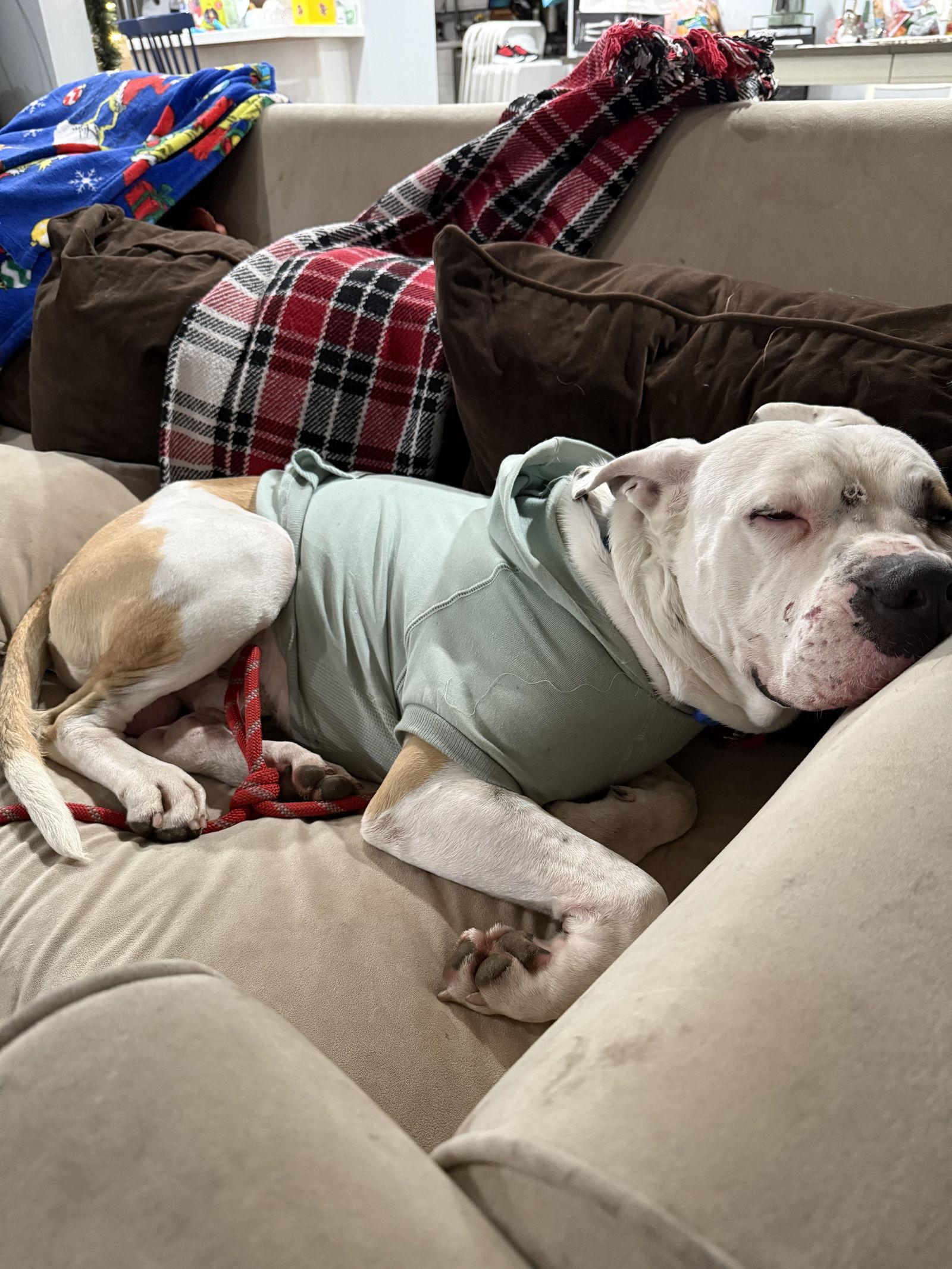 Enlarge Cane *Courtesy Listing*, a Adoptable American Staffordshire Terrier in San Diego, CA image 2/3