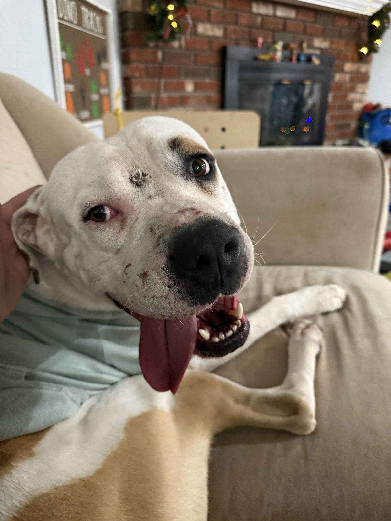 Enlarge Cane *Courtesy Listing*, a Adoptable American Staffordshire Terrier in San Diego, CA image 3/3