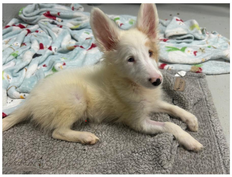 Fisher, ADOPTABLE, Young Male Shetland Sheepdog / Sheltie.