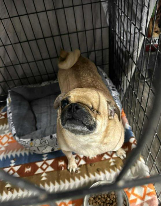 Enlarge Honey in TX, a Adoptable Pug in Cranston, RI image 1/3