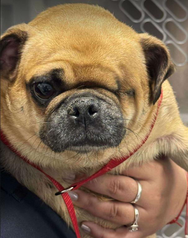 Enlarge Honey in TX, a Adoptable Pug in Cranston, RI image 2/3