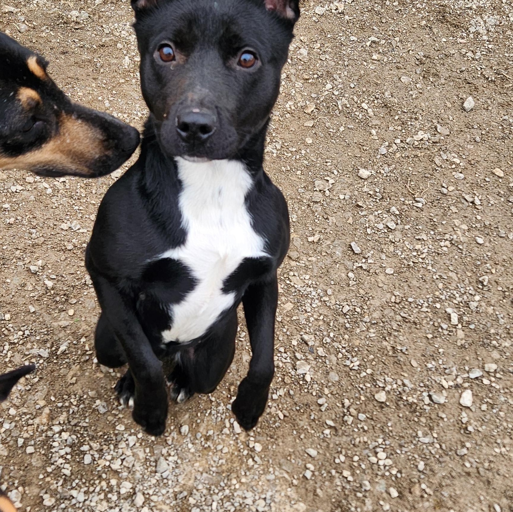 Enlarge Squirtle, an adoptable mixed breed in Berea, KY image 3/3